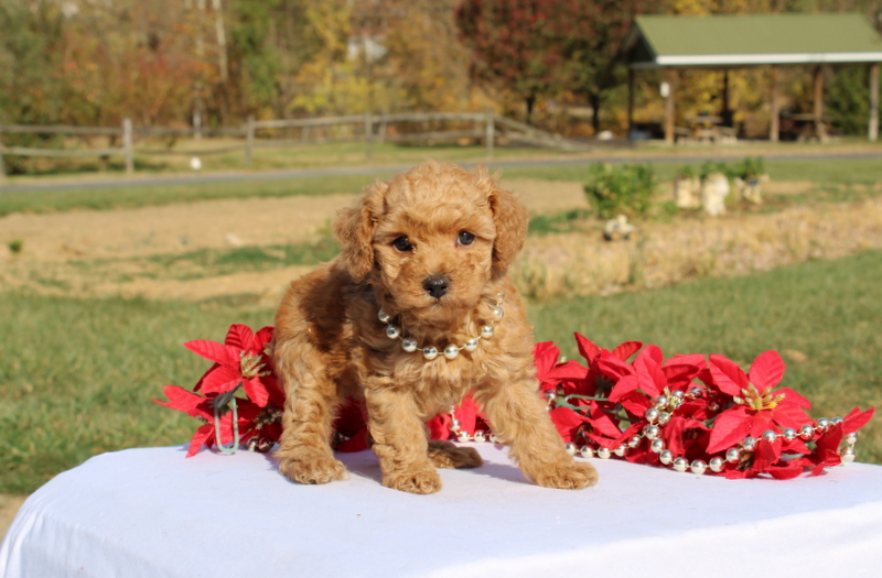 puppy, for, sale, Miniature Poodle, Matthew B. Stoltzfus, dog, breeder, Gap, PA, dog-breeder, puppy-for-sale, forsale, nearby, find, puppyfind, locator, puppylocator, aca